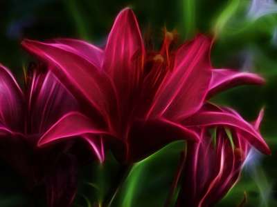 分形 花丝 粉色的 百合 数字艺术 花 数字化操作 摄影艺术