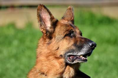 牧羊犬 狗 德国牧羊犬 老德国牧羊犬 看门狗 动物肖像 动物