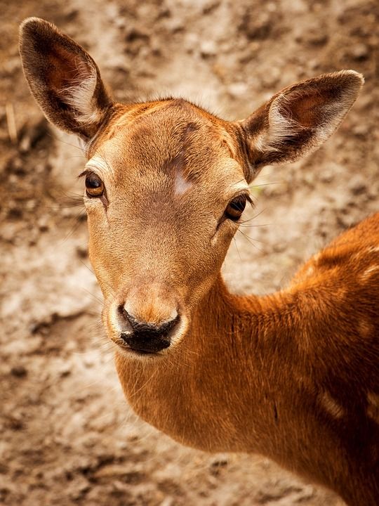 鹿 动物 野生动物 獐鹿 哺乳动物 动物群 荒野 自然 森林
