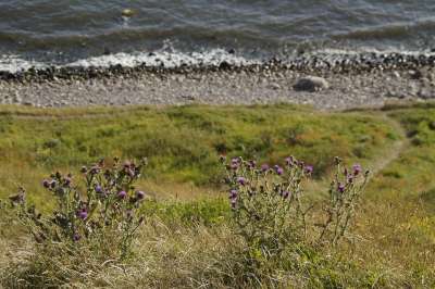 悬崖 陡 海岸 倾斜的 瑞典 波罗的海 蓟 植被 草 海