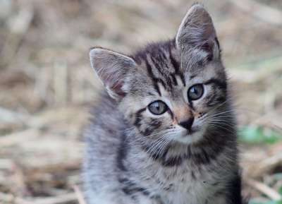 猫 雄猫 猫咪 小猫 家猫 动物 金色的眼睛 胡子 看猫 灰猫