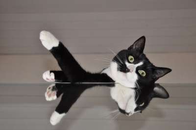 猫 反射 黑色的 白色的