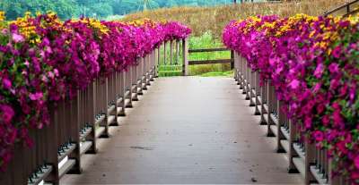 桥 花 路 风景 夏天 自然 花园 植物群 景观