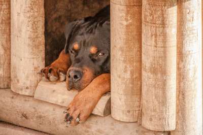 罗威纳犬 狗 睡觉 狗屋 伤心 宠物 棕色的狗 棕色的房子