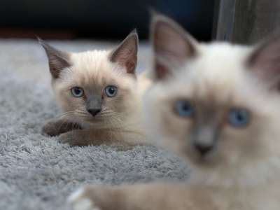 暹罗 暹 猫 毛皮 家畜 家猫 猫脸 猫眼 野生动物