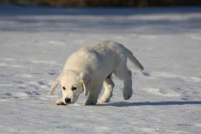 金毛猎犬 小狗 狗 嗅探 年轻 雪 灰狗 灰色的小狗 灰色雪