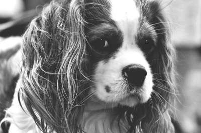 狗 骑士查理王猎犬 黑和白 有趣的 家畜 动物 毛皮 棕色的