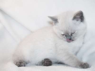 猫 猫咪 小狗 白色的 动物 宠物 小猫 蓬松的