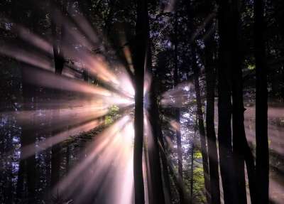 森林 阳光 太阳光束 光 剪影 景观 树木 自然 户外 日出