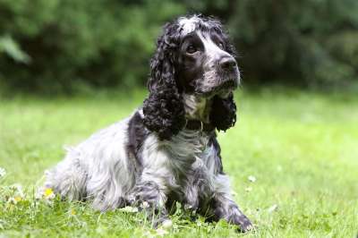 狗 可卡犬 犬类 动物 白色的 黑色的 花园