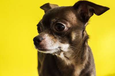 奇瓦瓦州 狗 老的 动物 宠物 小狗 犬类 小的 棕色