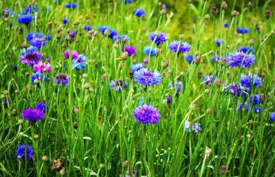 美丽 开花 蓝瓶 芽 矢车菊 描述性 环境 原野 花的 花