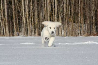 金毛猎犬 小狗 跑步 雪 播放 玩耍 俏皮的 宠物 布朗运行