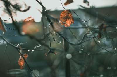 树叶 树 雨滴 审美的 深秋 自然 一滴水 散景 湿的 水