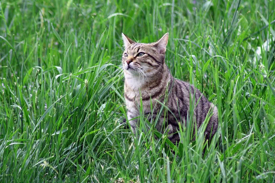 猫, 泰格利, 老虎
