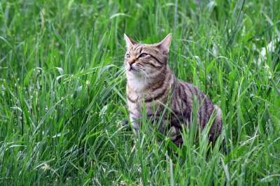 猫 泰格利 老虎