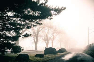 树木 路 多雾路段 通路 踪迹 秋天 自然 暮 神秘 景观