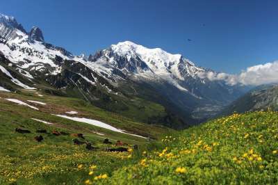 勃朗峰 白山之旅 阿尔卑斯山 远足 徒步旅行 山 景观 自然