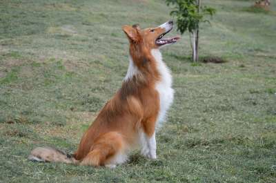牧羊犬 小狗 吉祥物 狗 牧羊人