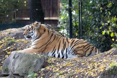 老虎 动物园 捕食者 动物 猫 白色的 野猫 野生动物 自然