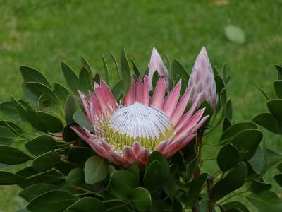 南非 花园路线 普罗蒂 国王普罗蒂亚 花 开花 芽 花园 春天