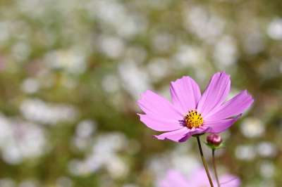 宇宙 花 野花 植物 花瓣 自然 秋天 夏天 特写 景观