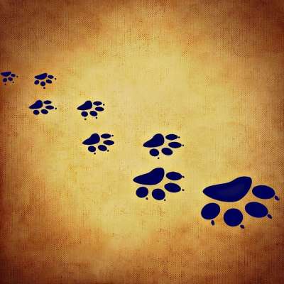 背景图片 猫爪 猫 爪子 感觉 掌印