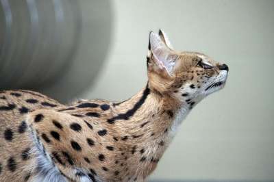 山猫猫 猫 猫科动物 动物 荒野 哺乳动物 食肉动物 野生动物