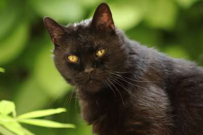 宿醉 黑色的 猫 家猫 家畜 猫眼 猫脸 野生动物 看法 毛皮