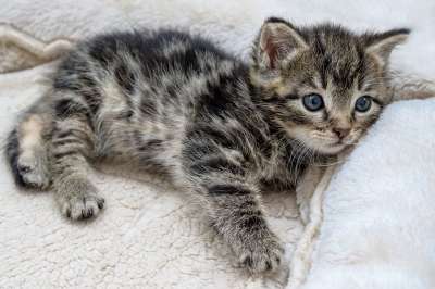 猫 小猫 家畜 动物 毛皮 国内的 家猫 猫肖像 野生动物