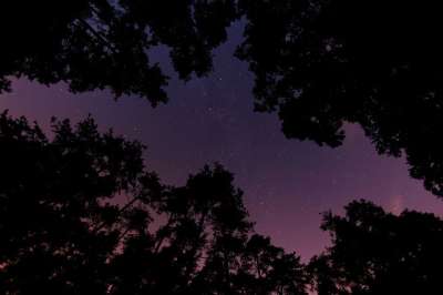 黑暗的 夜晚 户外 轮廓 天空 星星 树木 黑色的天空 黑树