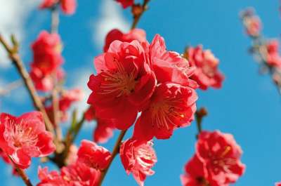 花朵 桃花 花瓣 枝杈 树 春天 自然 盛开 桃树 植物群
