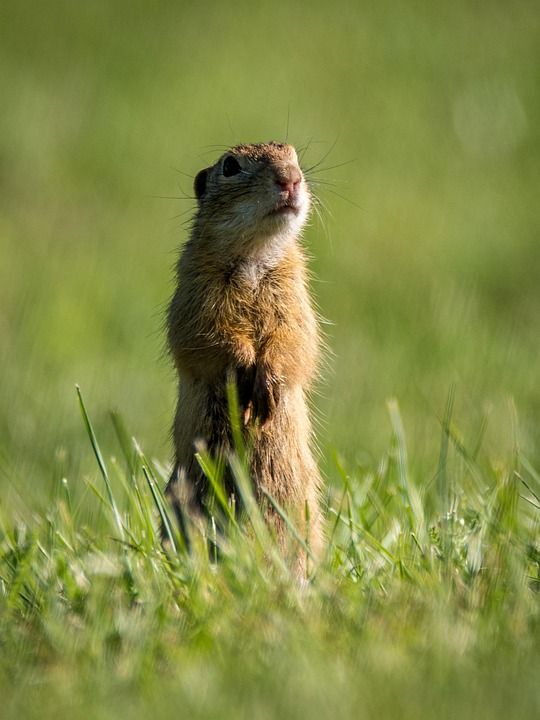 松鼠 啮齿动物 动物 Spermophilus Citellus 地鼠