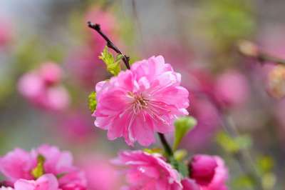 花 大自然 植物 花瓣 折销售电话 春天 粉红色的花 春天的花朵
