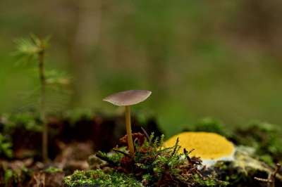 蘑菇 粘菌 黄褐色花 巫婆黄油 苔藓 森林 落下 自然