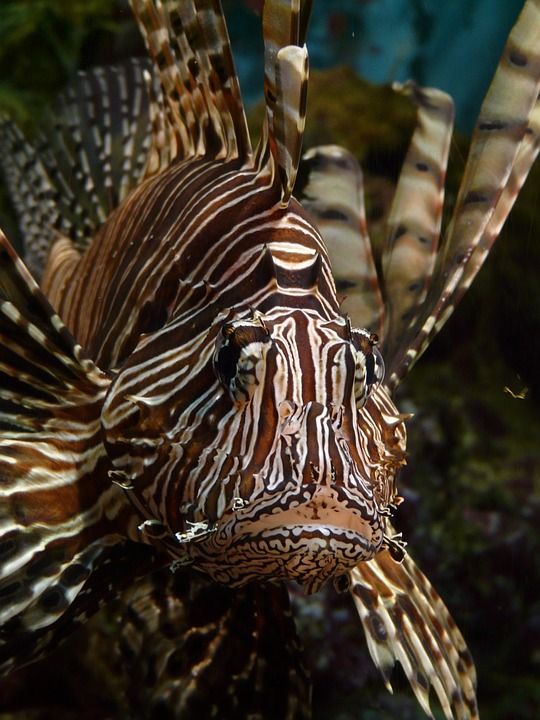 狮子鱼 鱼 太平洋狮子鱼 紫檀 蝶类 翼龙 水族馆 展示水族馆