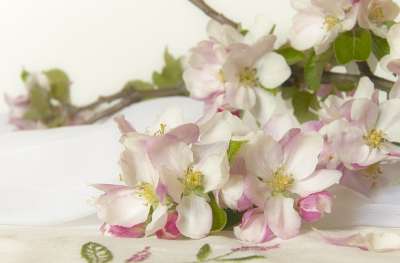 开花 苹果花 盛开 花枝 苹果树花 花序 梅花 果树开花 白色的