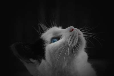 猫 黑色的 白色的 宠物 动物 小猫 基蒂 蓝色的 眼睛 黑猫