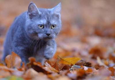 年轻的猫 宿醉 树叶 森林 猫 好奇的