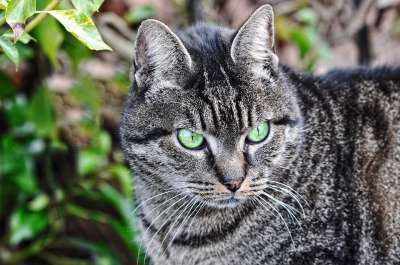猫 虎斑猫 动物 哺乳动物 猫科动物 国内的 看着 眼睛 绿眼睛
