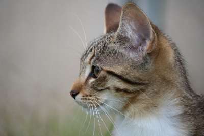 猫 小猫 猫宝宝 年轻的猫 猫眼 家猫