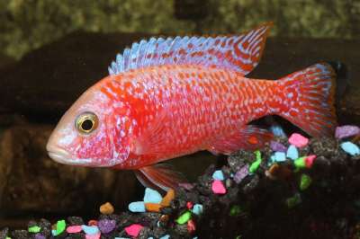 Cichlid 鱼 孔雀 草莓 红色的 鳍 热带 水族馆 宠物