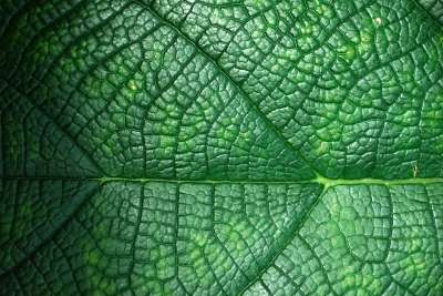 背景 自然 植物 特写 叶子 生长 细节 图案 植物学 植物群