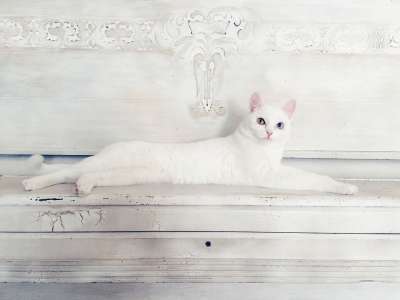 动物 猫 可爱的 猫科动物 宠物