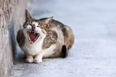猫 动物 可爱的 宠物 小猫 国内的 有趣的 基蒂 灰色的