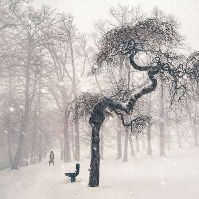 树 冬天 雪 人 冬季景观 下雪的 景观 寒冷的 冬天的寒冷