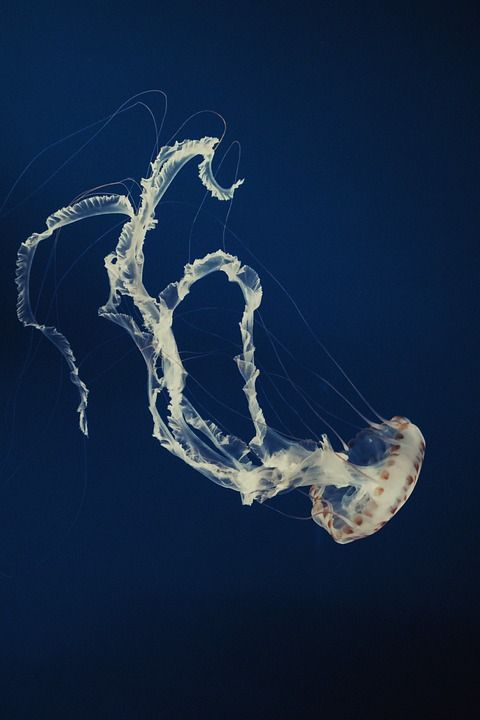 手机壁纸 海蜇 鱼 水族馆 自然 墙纸 海洋 海洋动物 海洋生命