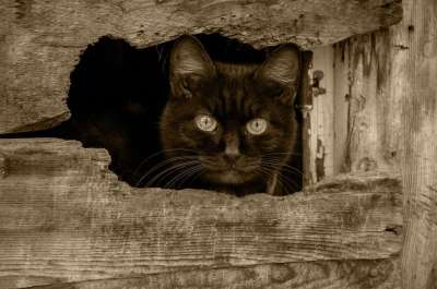 黑猫 视线 宠物 猫眼
