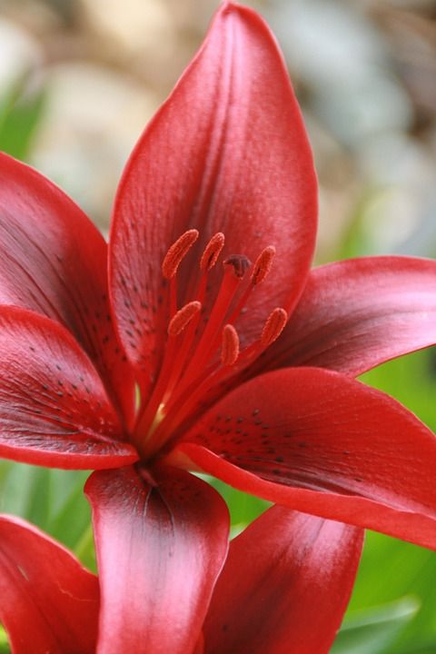 百合 老虎 开花 夏天 花 红色的 自然 盛开