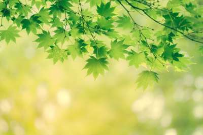 树叶 背景 性质 叶子 黄色 偏绿 颜色 荷兰 绿叶 工作表